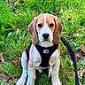 dog, puppy, beagle, animal, pet, outdoor, grass, greenery, leash, harness, sitting, portrait, floppy_ears, brown_and_white, white_blaze, black_nose, front_view, garden, fallen_leaves, cute