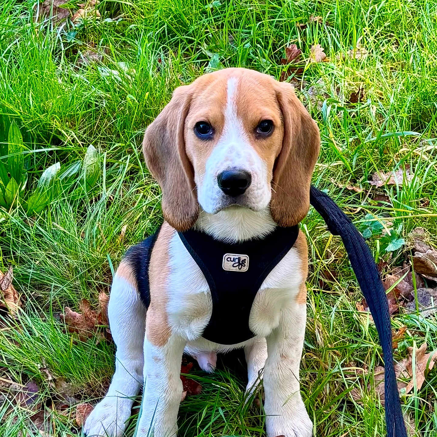 Volt participe au concours pour gagner de l'argent avec cette photo : dog, puppy, beagle, animal, pet, outdoor, grass, greenery, leash, harness, sitting, portrait, floppy_ears, brown_and_white, white_blaze, black_nose, front_view, garden, fallen_leaves, cute