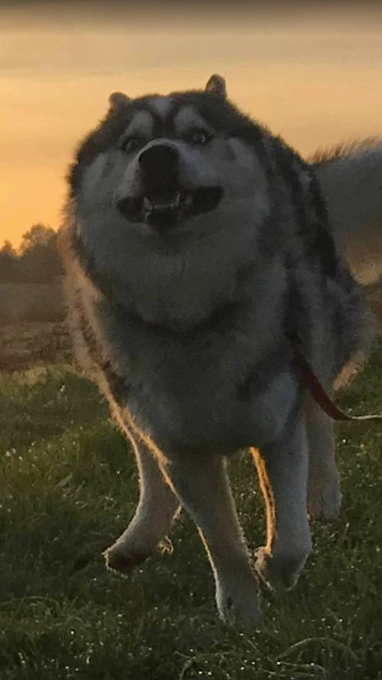 Groot participe au concours pour gagner de l'argent avec cette photo : canidae, carnivore, cloud, companion_dog, dog, dog_breed, fang, grass, grassland, happy, jaw, landscape, plant, sky, snout, spitz, sporting_group, tail, terrestrial_animal, working_animal