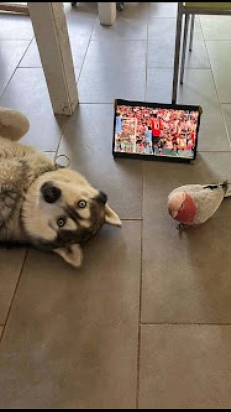 Groot participe au concours pour gagner de l'argent avec cette photo : carnivore, companion_dog, dog_breed, fawn, felidae, floor, flooring, fur, hardwood, metal, road_surface, sidewalk, snout, stuffed_toy, tail, terrestrial_animal, toy, whiskers, wood, working_animal