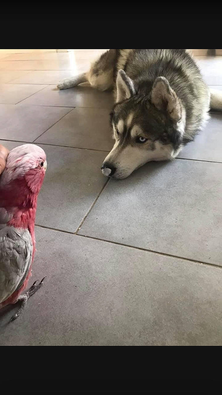 Groot participe au concours pour gagner de l'argent avec cette photo : beak, bird, canis, carmine, carnivore, companion_dog, dog, dog_breed, fawn, feather, flooring, fur, human_leg, metal, road_surface, siberian_husky, sled_dog, tail, whiskers, working_animal