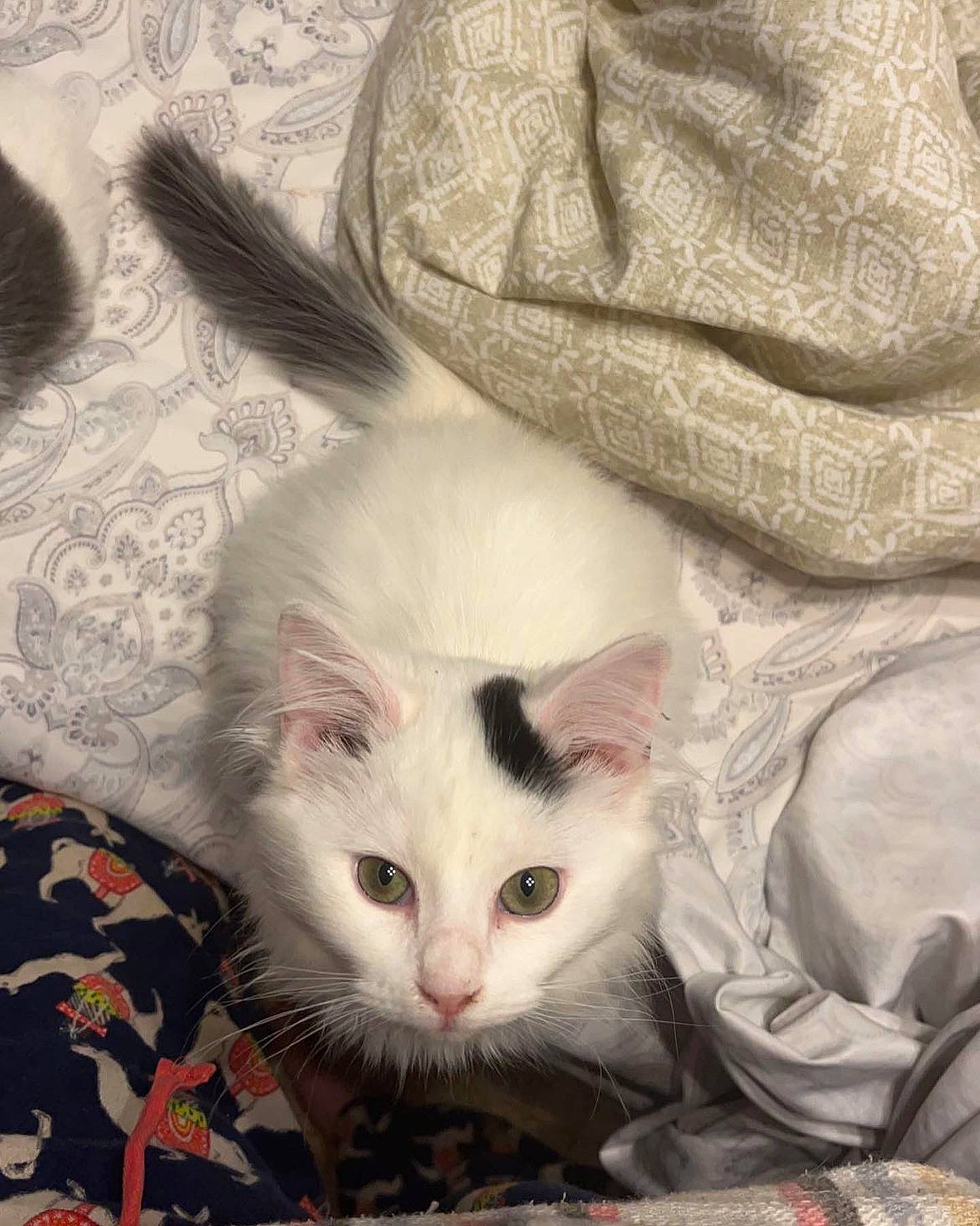 Booger joined the competition — help win amazing prizes! carnivore, cat, claw, comfort, domestic_short_haired_cat, eye, fawn, felidae, fur, paw, small_to_medium_sized_cats, snout, tail, whiskers, white