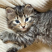 Odie is registered to the contest to win money with this photo: kitten, cat, tabby, blue_eyes, fluffy, pet, animal, feline, cute, young, soft, comfort, resting, indoor, closeup, whiskers, paw, sleepy, cozy, texture