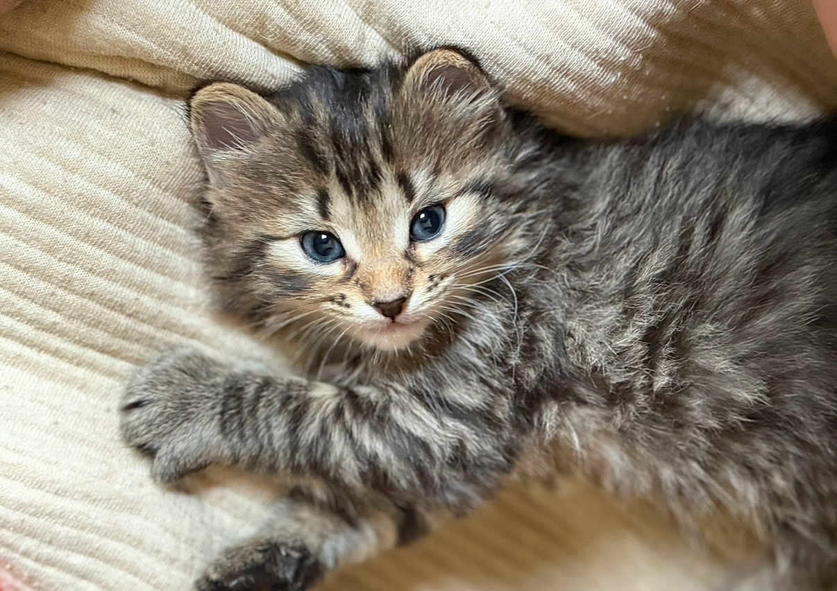 Odie is registered to the contest to win money with this photo: kitten, cat, tabby, blue_eyes, fluffy, pet, animal, feline, cute, young, soft, comfort, resting, indoor, closeup, whiskers, paw, sleepy, cozy, texture