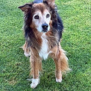 Emma is registered to the contest to win money with this photo: dog, animal, outdoor, grass, pet, fur, canine, brown, black, white, ears, standing, alert, nature, mammal, friendly, companion, portrait, cute, eyes