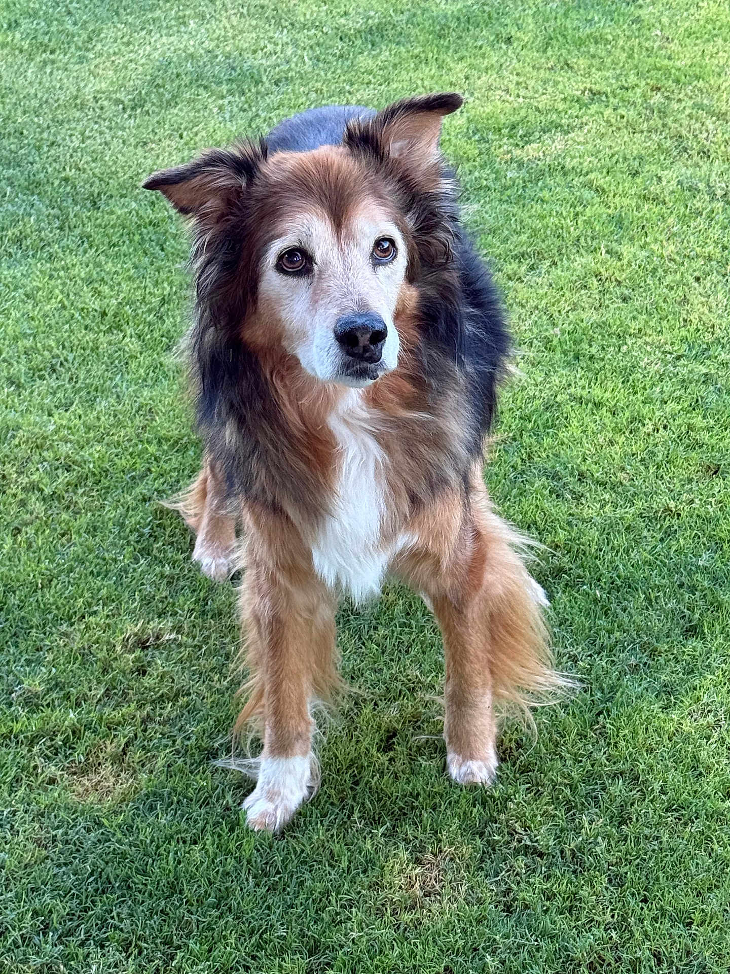 Emma is registered to the contest to win money with this photo: dog, animal, outdoor, grass, pet, fur, canine, brown, black, white, ears, standing, alert, nature, mammal, friendly, companion, portrait, cute, eyes