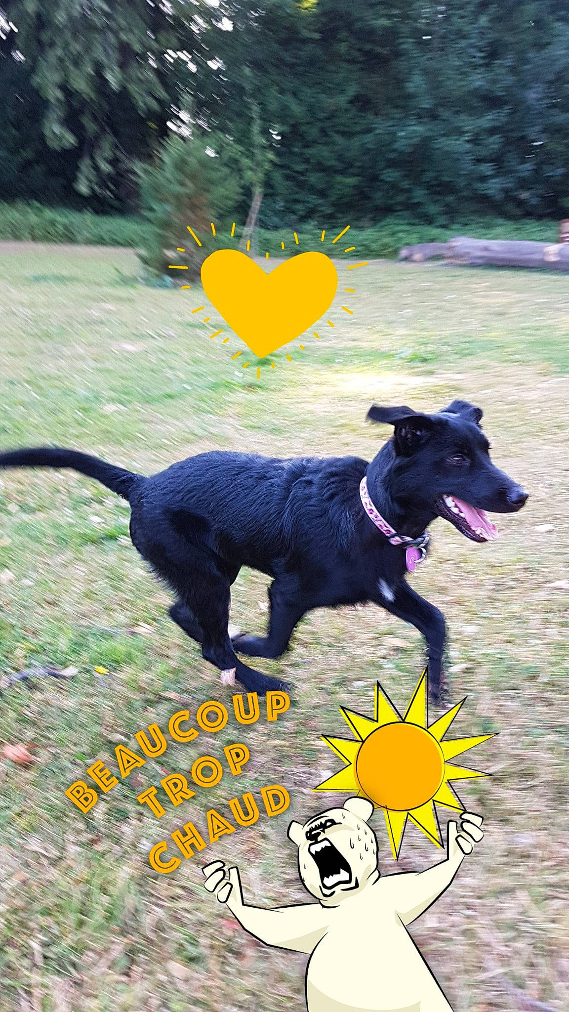 Lola a rejoint le concours — aidez-le/la à gagner de superbes lots ! australian_kelpie, canidae, carnivore, disc_dog, dog, dog_breed, formosan_mountain_dog, hunting_dog, labrador_retriever, mammal, obedience_training, photo_caption, rally_obedience, sporting_group, tail, vertebrate, yellow