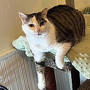 Leo joined the competition — help win amazing prizes! animal, blanket, cat, cat_tree, claw, companion, curious, ear, feline, fur, household, indoor, looking, paw, pet, relaxed, resting, tabby, whiskers, white_fur