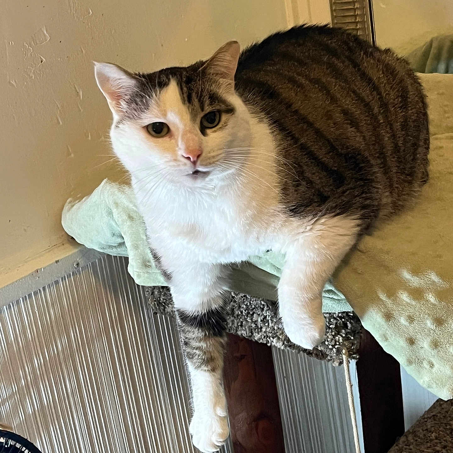 Leo