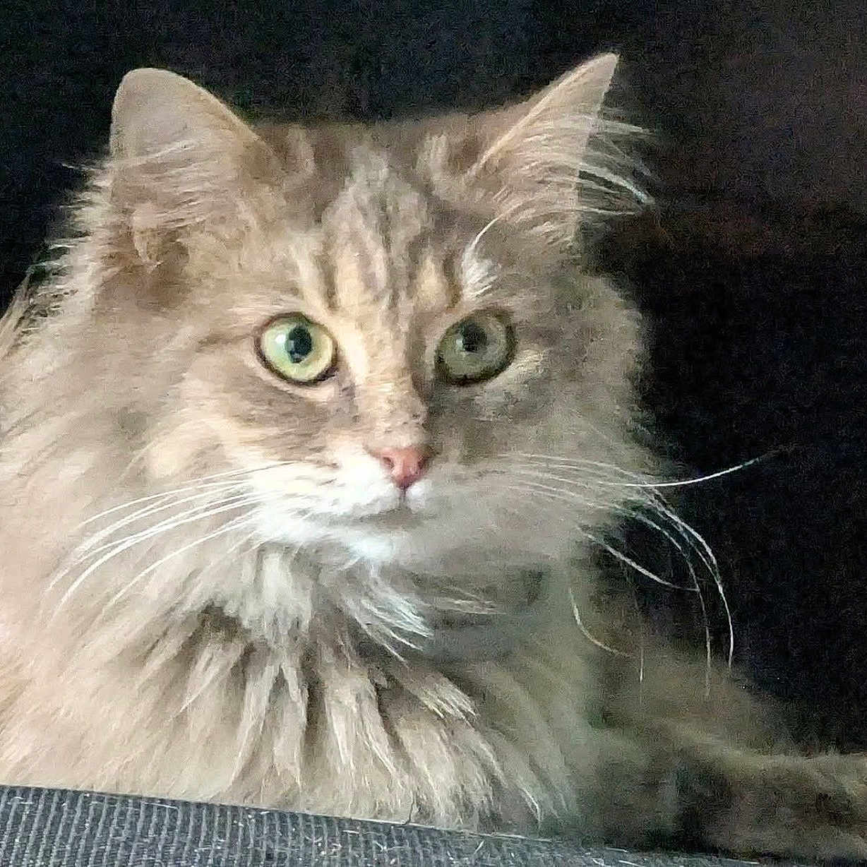 Willow