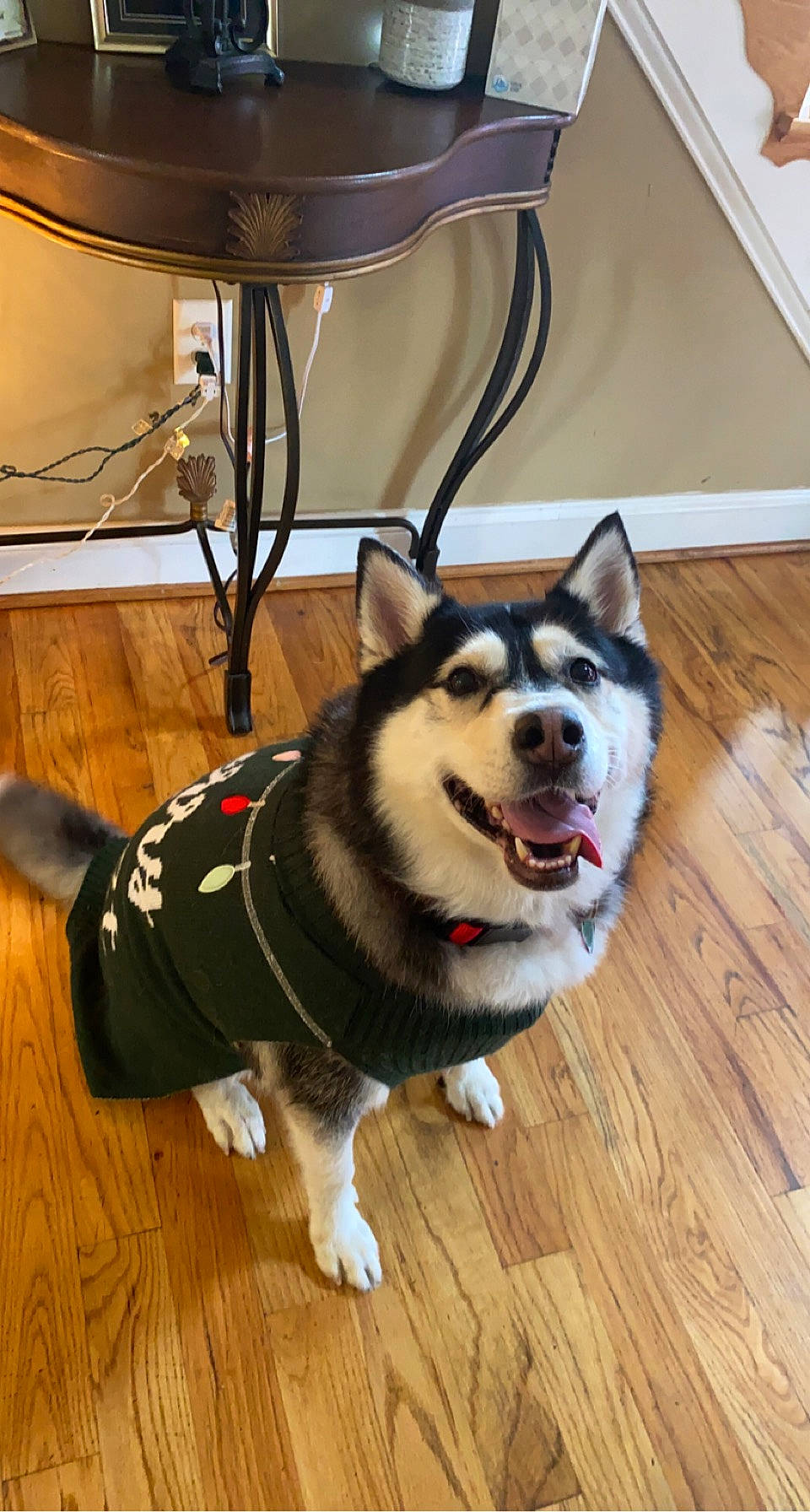 Jasper joined the competition — help win amazing prizes! canidae, carnivore, collar, companion_dog, dog, dog_breed, fawn, flooring, fur, hardwood, leash, sled_dog, snout, sporting_group, tail, varnish, whiskers, window, wood, wood_stain