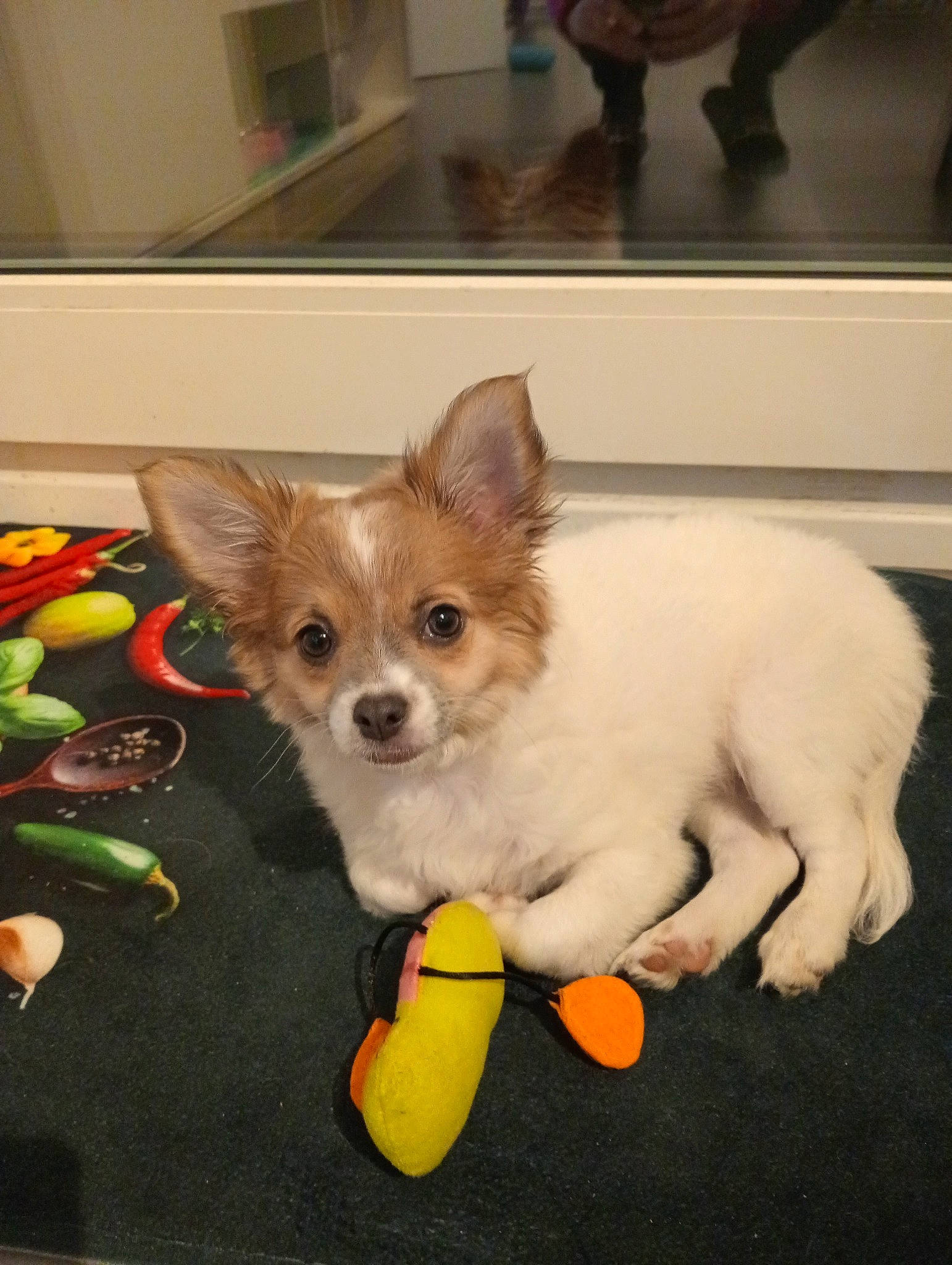 Chloé participe au concours pour gagner de l'argent avec cette photo : canidae, carnivore, chihuahua, companion_dog, dog, dog_breed, dog_supply, fawn, felidae, flooring, fur, pet_supply, small_terrier, snout, tableware, tail, toy, toy_dog, whiskers, working_animal