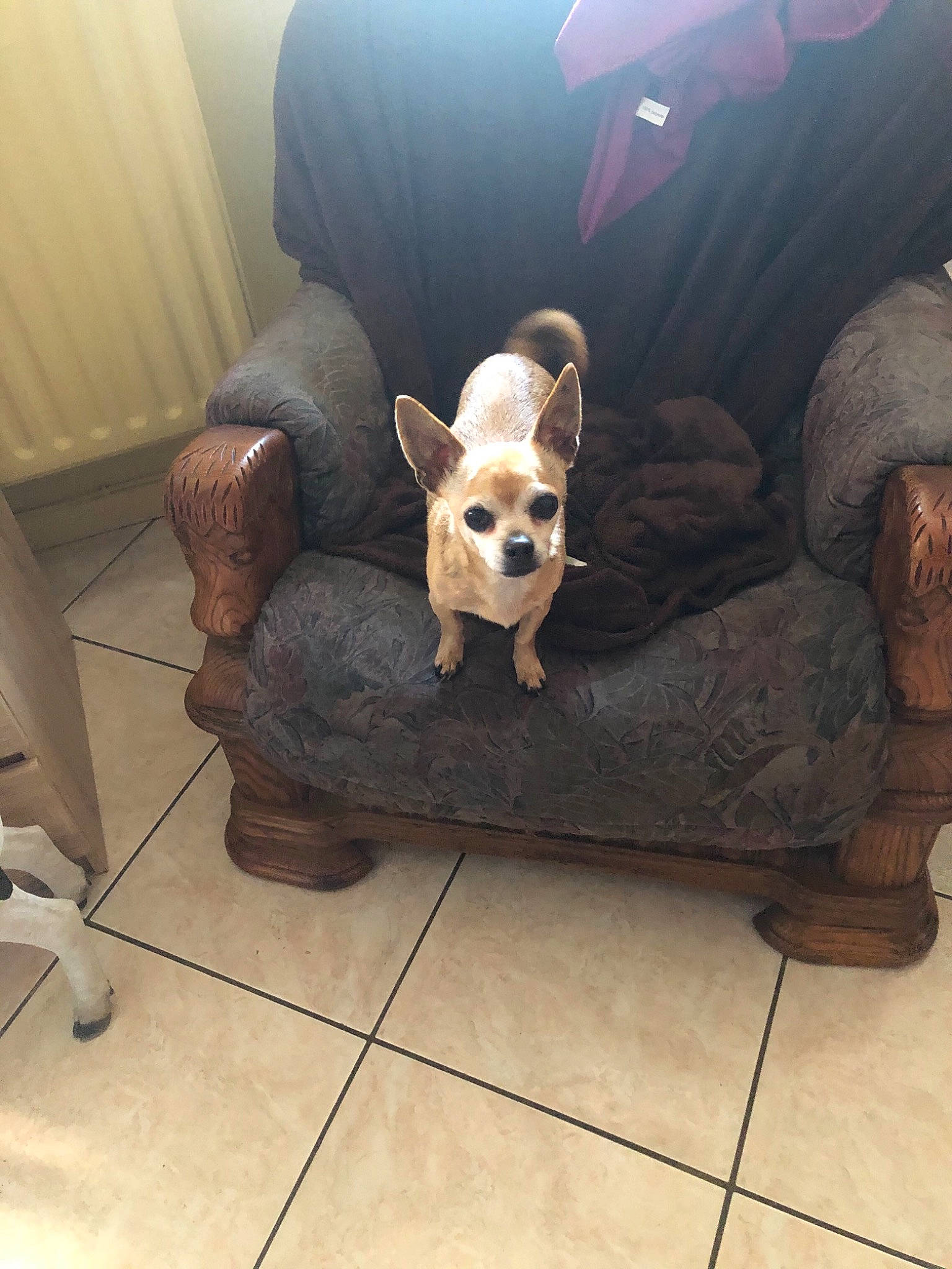 Chippie a rejoint le concours — aidez-le/la à gagner de superbes lots ! carnivore, chair, chihuahua, comfort, companion_dog, couch, dog, dog_breed, dog_supply, eyewear, fawn, floor, flooring, furniture, pet_supply, snout, sunglasses, toy_dog, wood, working_animal