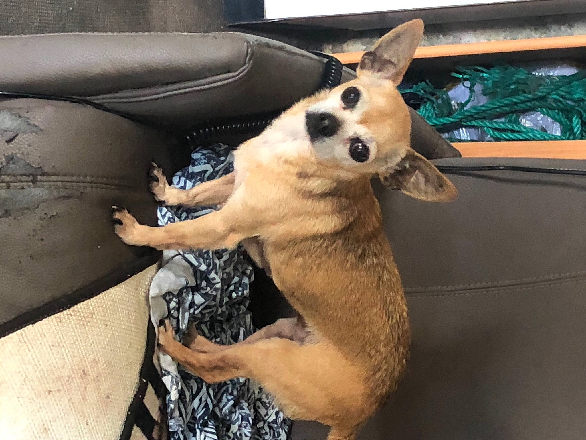 Chippie a rejoint le concours — aidez-le/la à gagner de superbes lots ! auto_part, automotive_exterior, car, car_seat, carnivore, comfort, companion_dog, dog, dog_breed, dog_supply, fawn, foot, fur, motor_vehicle, paw, snout, sporting_group, sunglasses, whiskers, working_animal