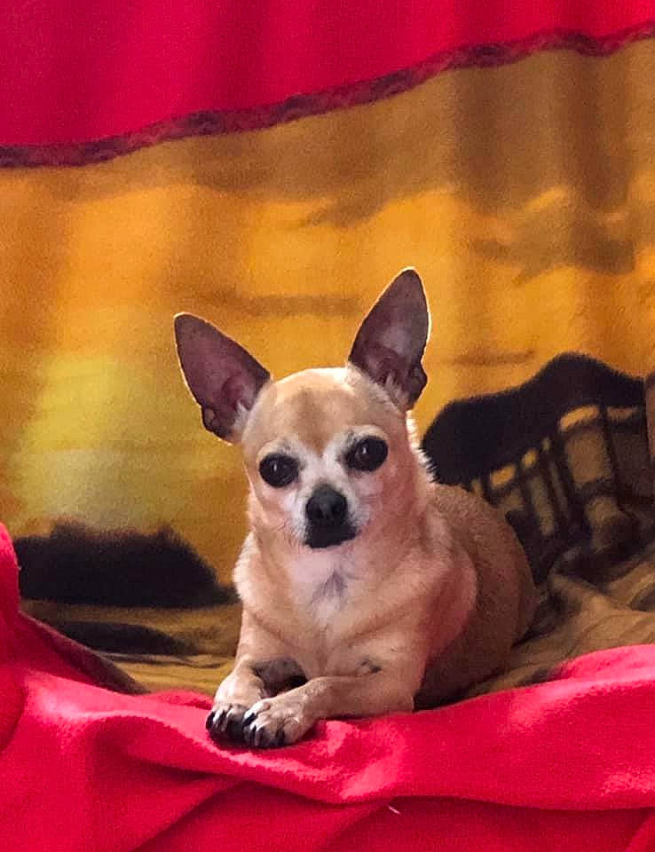 Chippie a rejoint le concours — aidez-le/la à gagner de superbes lots ! canidae, carnivore, chihuahua, companion_dog, dog, dog_breed, fawn, mammal, puppy, snout, toy_dog, vertebrate, whiskers