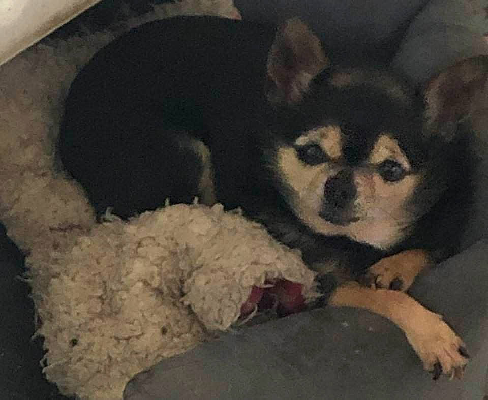 Heidy participe au concours pour gagner de l'argent avec cette photo : alaskan_malamute, ancient_dog_breeds, canidae, carnivore, companion_dog, dog, dog_breed, finnish_lapphund, mammal, non_sporting_group, nose, puppy, rare_breed_dog, shiba_inu, siberian_husky, snout, vertebrate, wolfdog