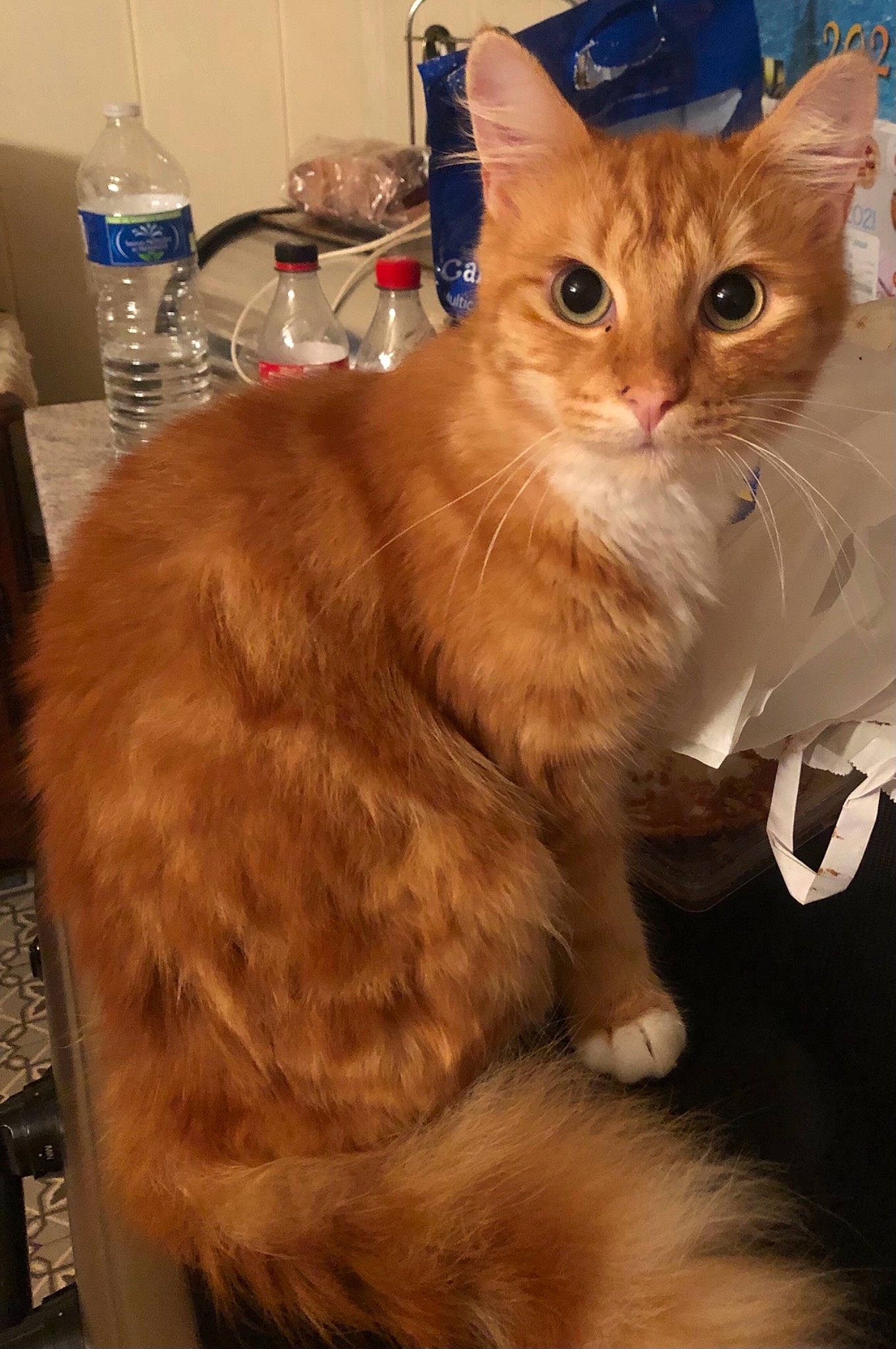 Romy a rejoint le concours — aidez-le/la à gagner de superbes lots ! blue, bottle, bottled_water, carnivore, cat, claw, distilled_water, drinking_water, fawn, felidae, fur, mineral_water, paw, plastic_bottle, small_to_medium_sized_cats, snout, tableware, tail, water_bottle, whiskers