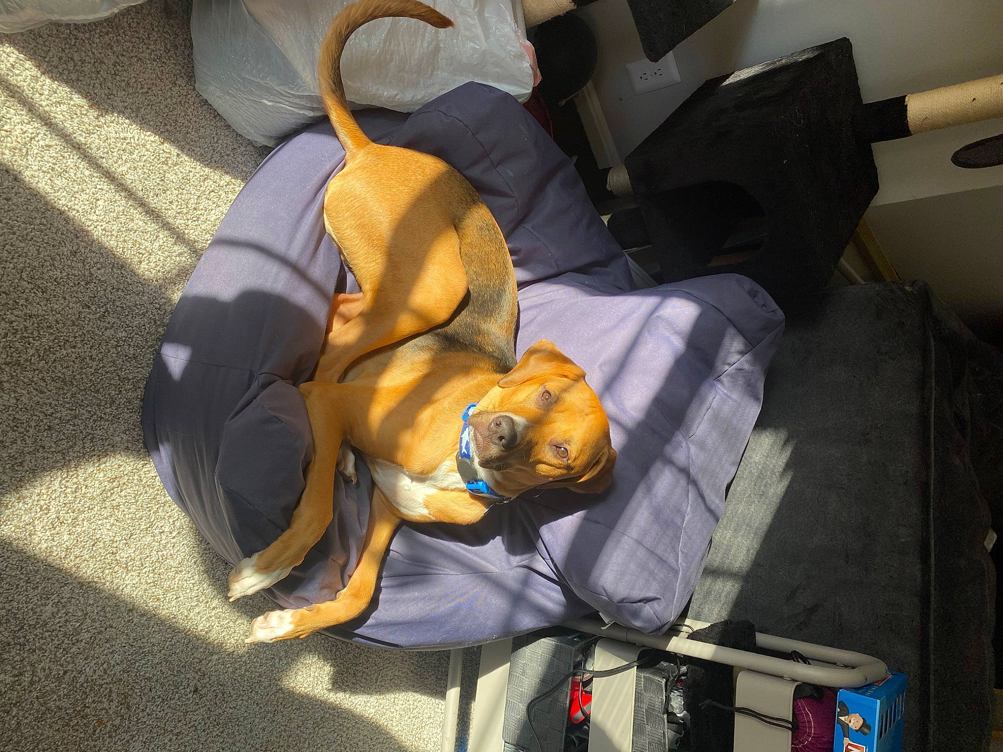 Eisen joined the competition — help win amazing prizes! armrest, auto_part, bag, canidae, car_seat, carnivore, comfort, companion_dog, dog, dog_breed, head_restraint, lap, motor_vehicle, sporting_group