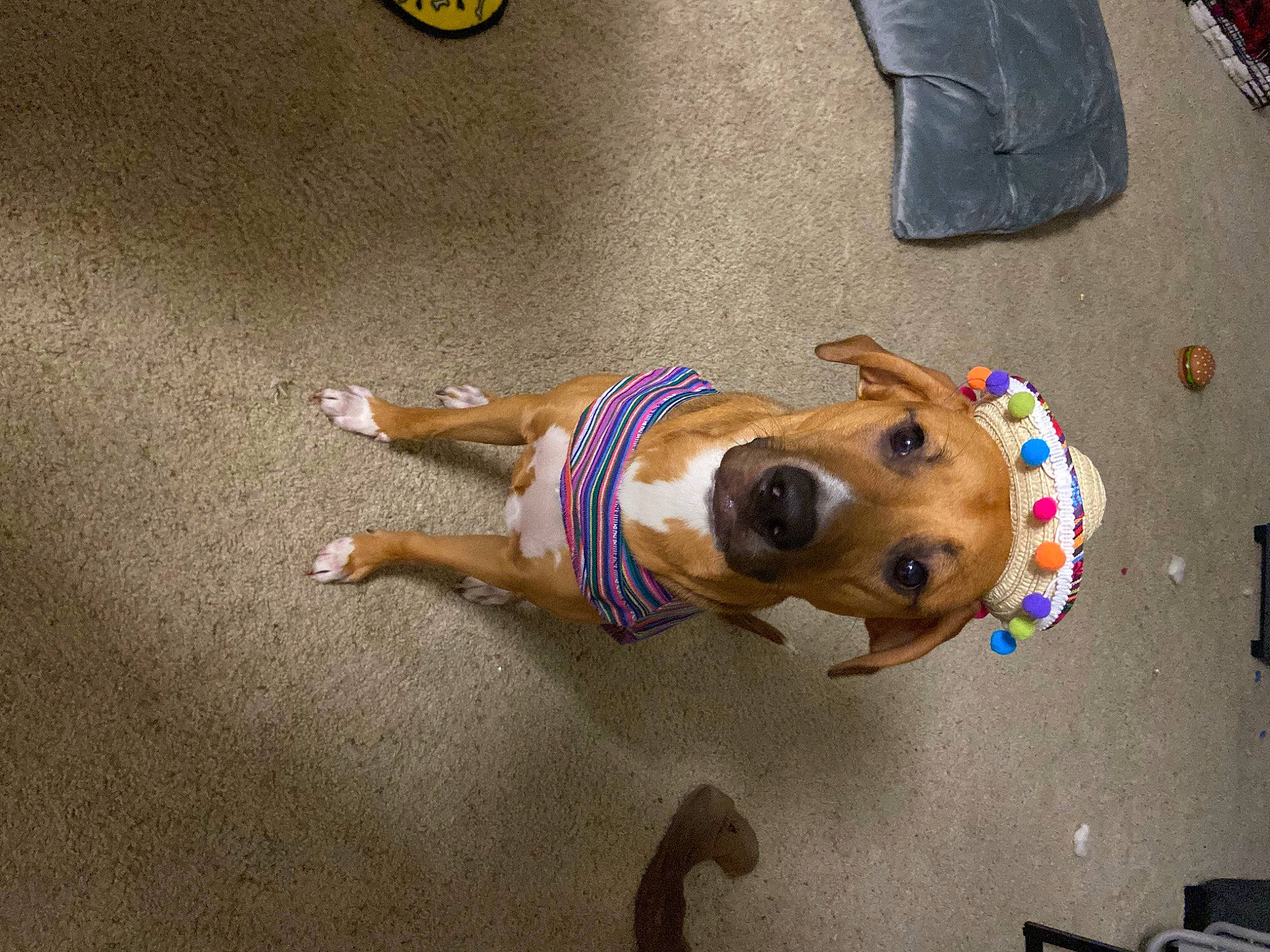 Eisen is registered to the contest to win money with this photo: canidae, carnivore, companion_dog, dog, dog_breed, dog_clothes, dog_supply, fawn, flooring, fur, human_leg, pet_supply, snout, sporting_group, working_animal