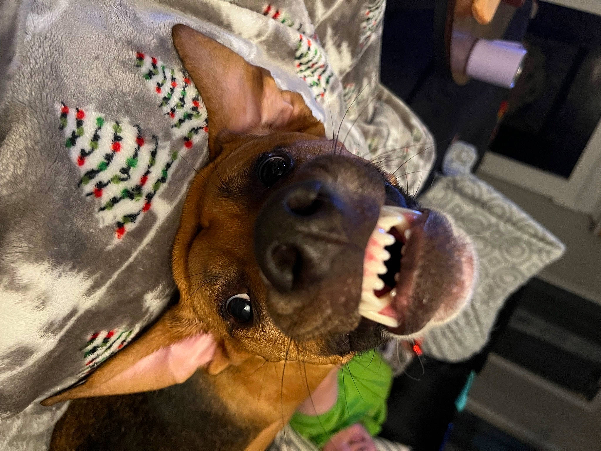 Eisen joined the competition — help win amazing prizes! canidae, carnivore, collar, companion_dog, dog, dog_breed, dog_collar, dog_supply, ear, fang, fawn, fur, jaw, leash, smile, snout, sporting_group, whiskers, working_animal, wrinkle