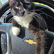 Double Stuffed joined the competition — help win amazing prizes! cat, kitten, tuxedo_cat, whiskers, steering_wheel, chevrolet_logo, paw, black_and_white_fur, close_up, portrait, car_interior, dashboard, sunlight, ears, eyes, vehicle, window, outdoor_background, pet, napping