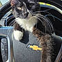 cat, kitten, tuxedo_cat, whiskers, steering_wheel, chevrolet_logo, paw, black_and_white_fur, close_up, portrait, car_interior, dashboard, sunlight, ears, eyes, vehicle, window, outdoor_background, pet, napping