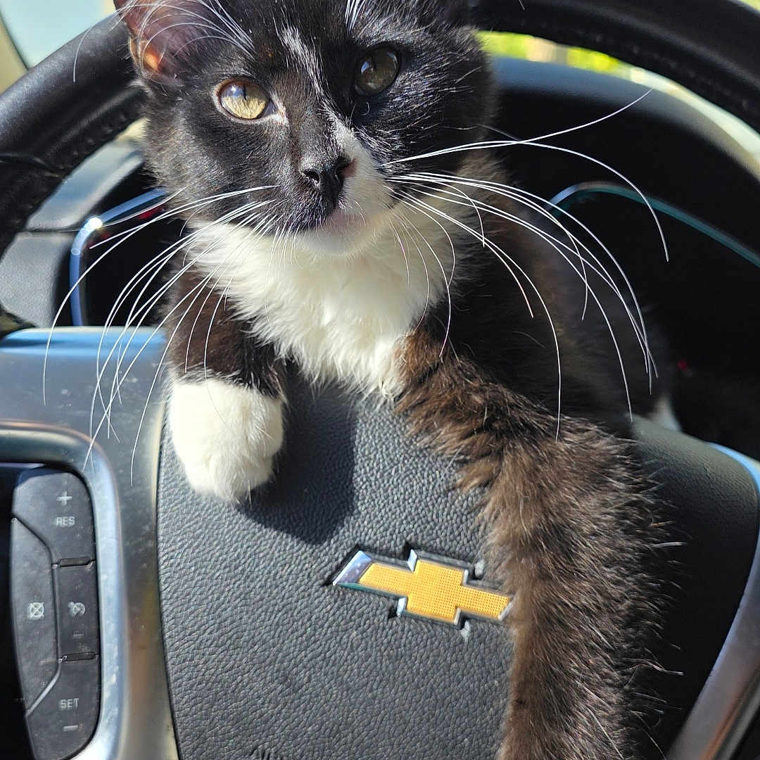 Double Stuffed joined the competition — help win amazing prizes! black_and_white_fur, car_interior, cat, chevrolet_logo, close_up, dashboard, ears, eyes, kitten, napping, outdoor_background, paw, pet, portrait, steering_wheel, sunlight, tuxedo_cat, vehicle, whiskers, window