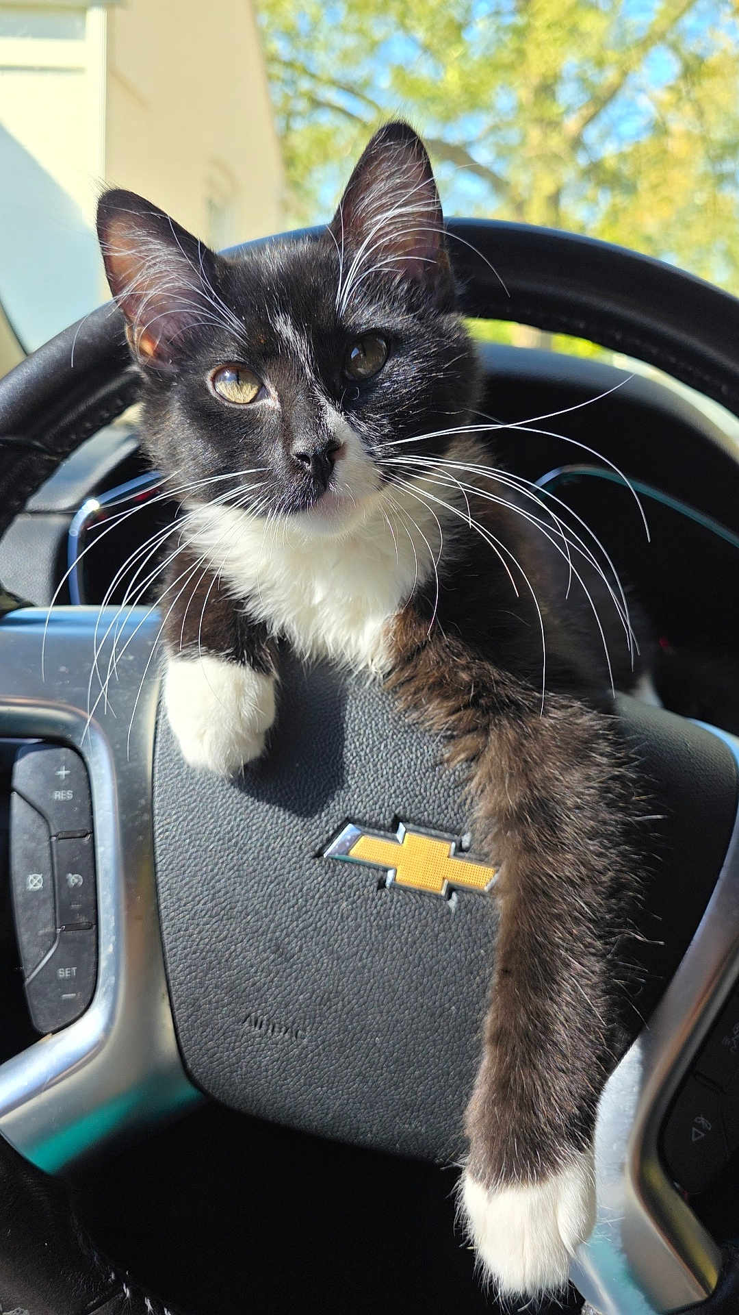 Double Stuffed joined the competition — help win amazing prizes! cat, kitten, tuxedo_cat, whiskers, steering_wheel, chevrolet_logo, paw, black_and_white_fur, close_up, portrait, car_interior, dashboard, sunlight, ears, eyes, vehicle, window, outdoor_background, pet, napping