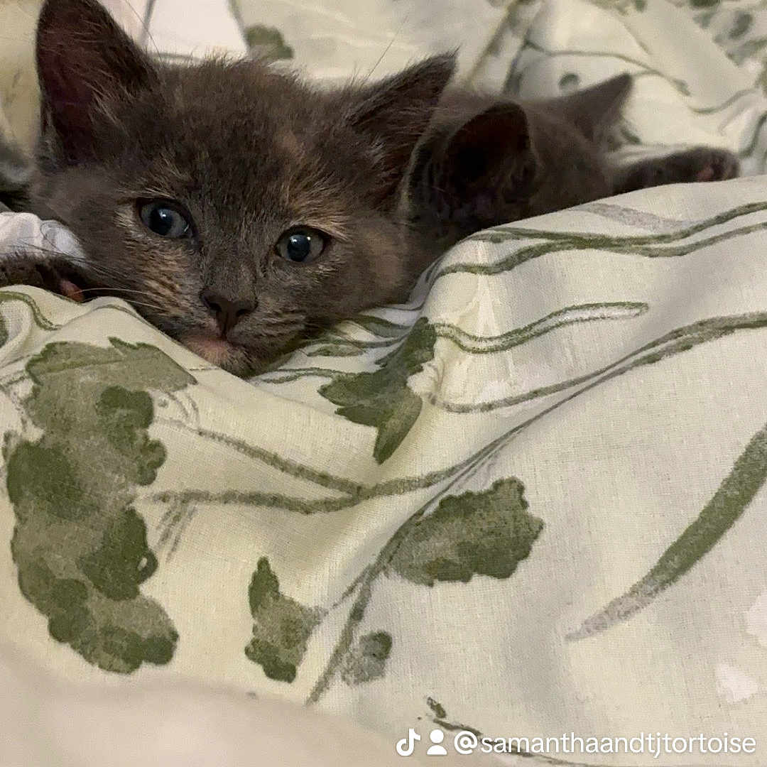 Kat joined the competition — help win amazing prizes! abyssinian, angora, animal, bed, bedroom, blanket, cat, couch, cushion, furniture, homedecor, indoors, kitten, linen, manx, person, pet, quilt, room, siamese