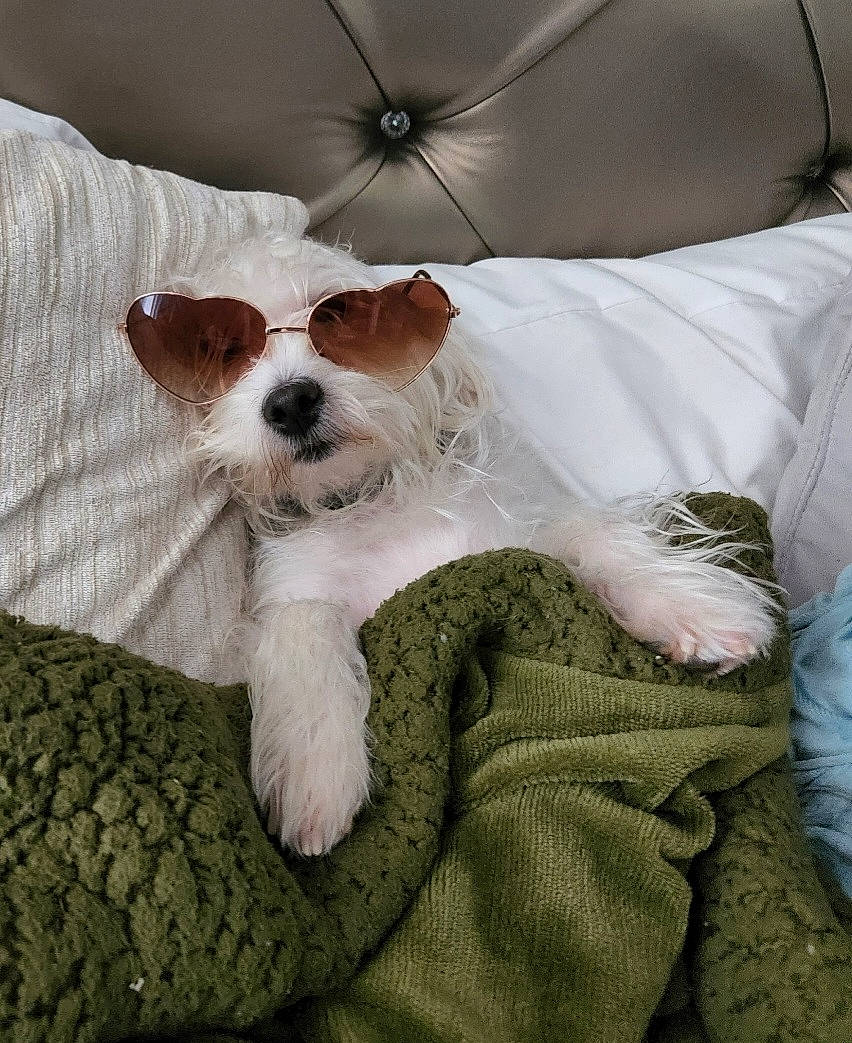 Mia joined the competition — help win amazing prizes! bed, carnivore, comfort, companion_dog, dog, dog_breed, dog_supply, eyewear, fur, glasses, goggles, snout, sporting_group, sunglasses, terrier, toy_dog, vision_care, whiskers, white, working_animal