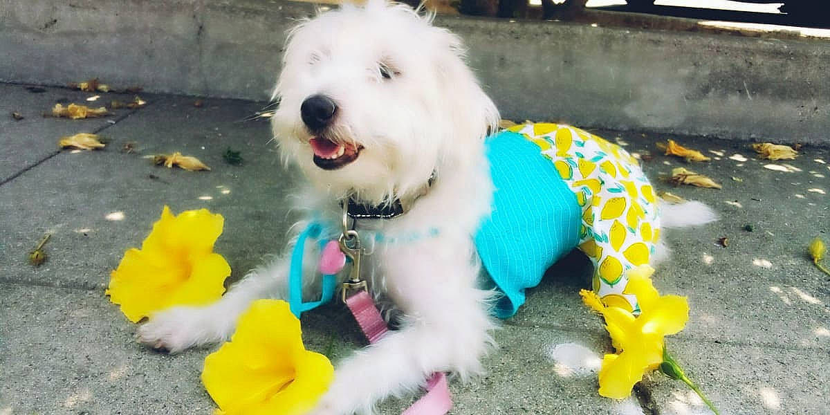 Mia is registered to the contest to win money with this photo: canidae, carnivore, collar, companion_dog, dog, dog_breed, dog_clothes, dog_collar, dog_supply, fur, pet_supply, poodle, poodle_crossbreed, snout, sporting_group, tail, terrier, toy_dog, working_animal, yellow