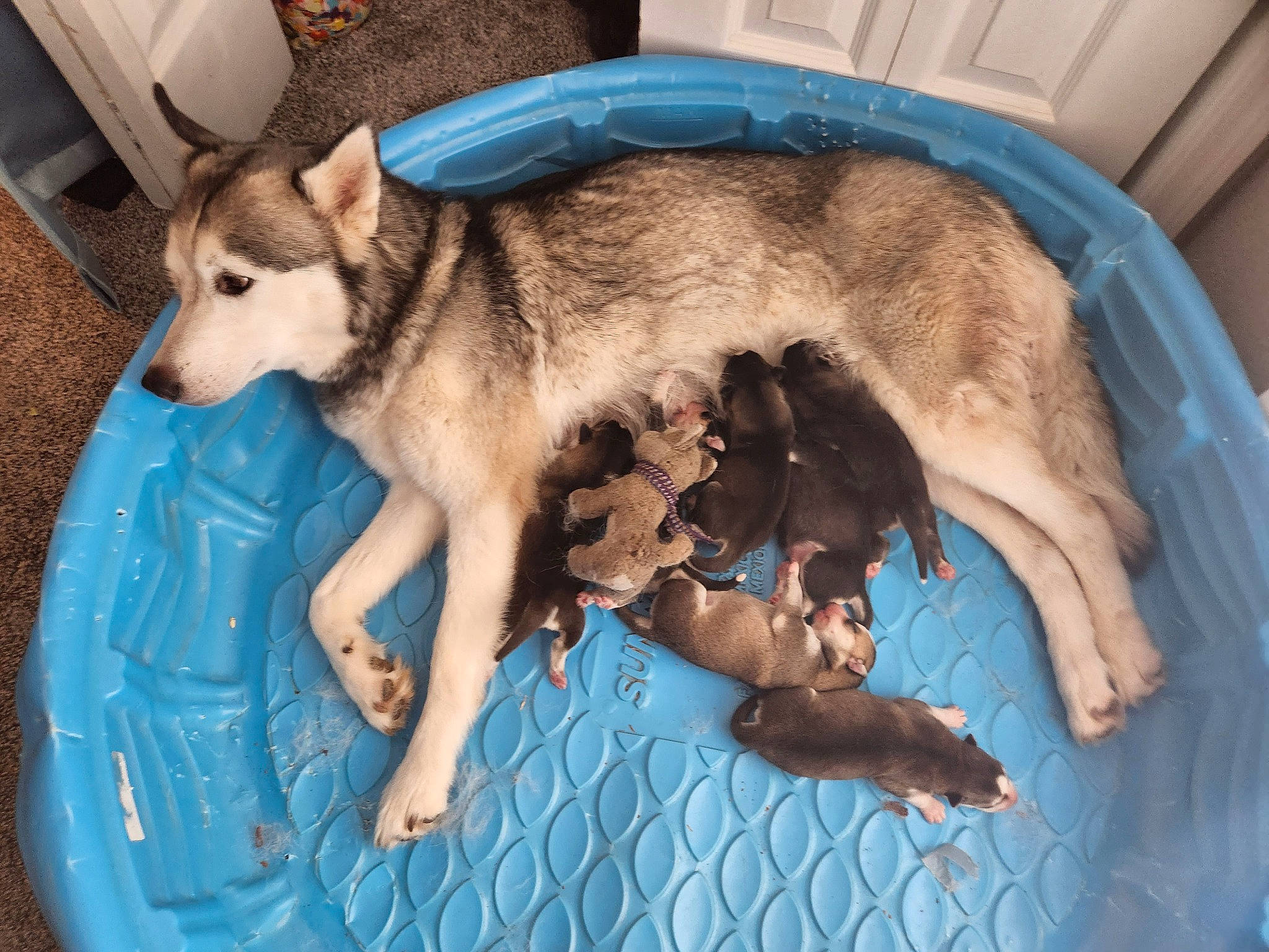 Alaska is registered to the contest to win money with this photo: ancient_dog_breeds, canis, carnivore, companion_dog, dog, dog_breed, dog_supply, fawn, foot, fur, non_sporting_group, paw, sporting_group, tail, working_animal, working_dog