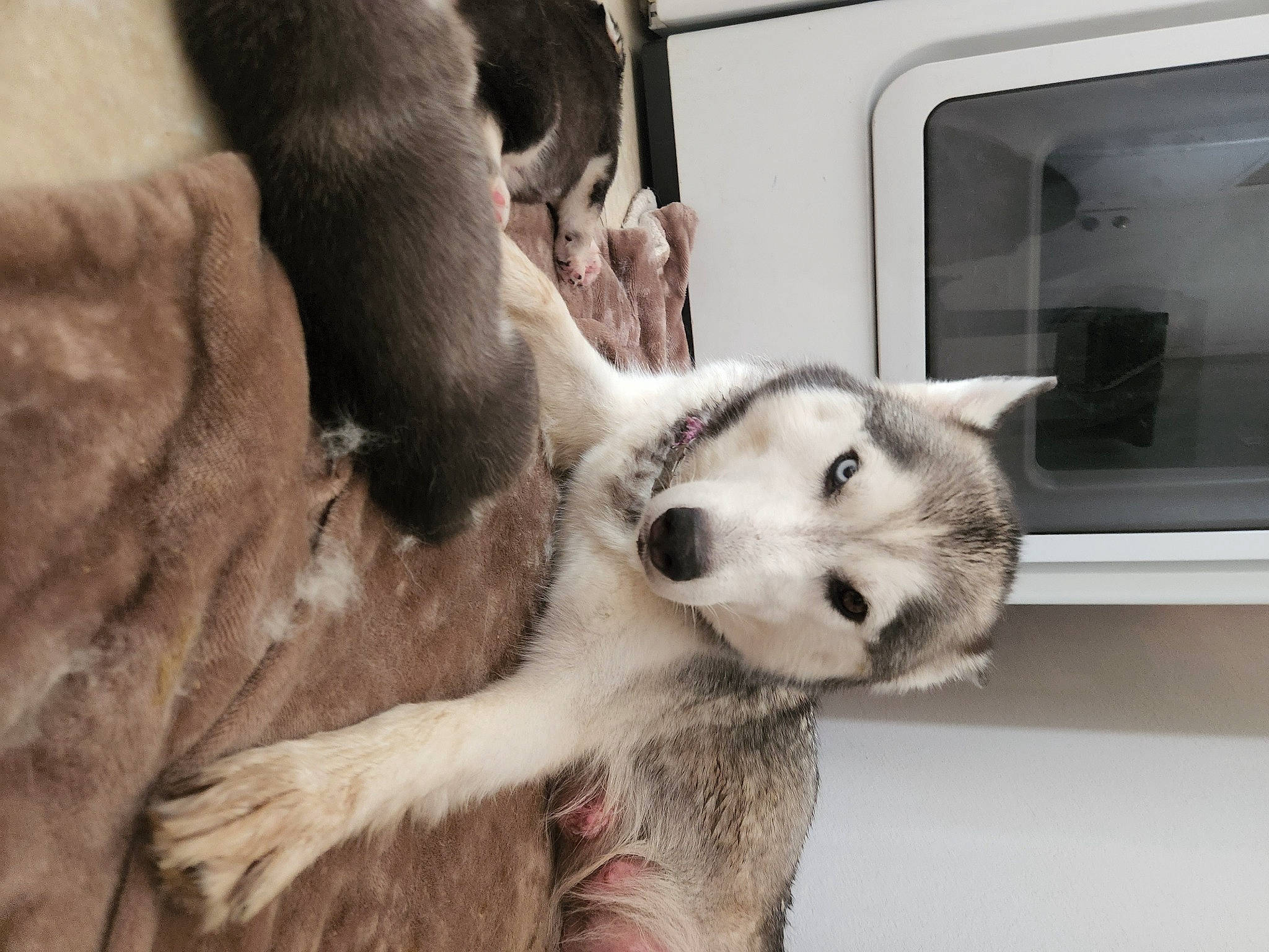 Alaska is registered to the contest to win money with this photo: canidae, canis, carnivore, comfort, companion_dog, dog, dog_breed, fur, monochrome, monochrome_photography, non_sporting_group, paw, snout, sporting_group, terrestrial_animal, whiskers, wildlife, window, working_animal, working_dog