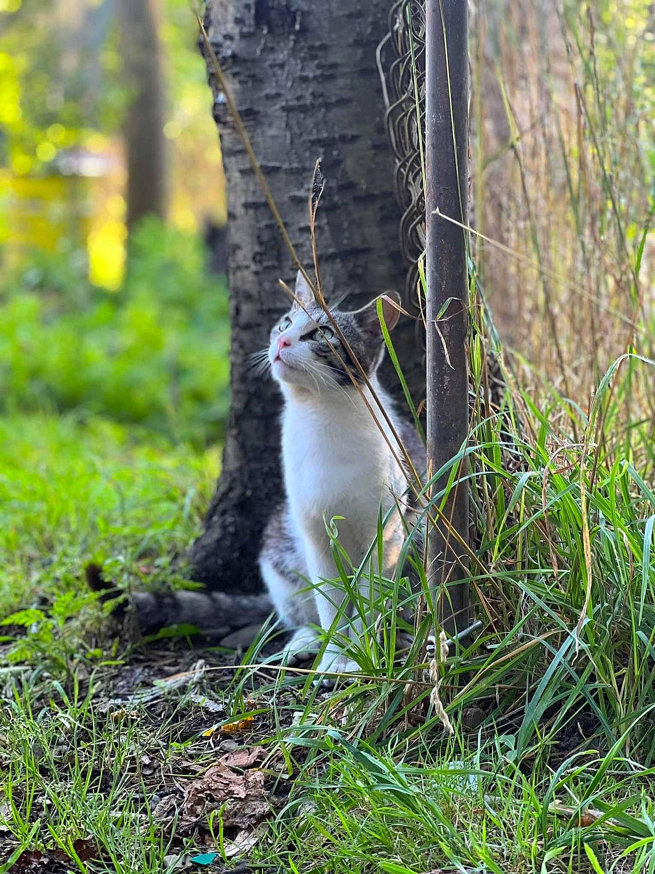 Mushroom is registered to the contest to win money with this photo: carnivore, cat, fawn, felidae, forest, fur, grass, groundcover, natural_landscape, nature_reserve, plant, small_to_medium_sized_cats, tail, terrestrial_animal, tree, trunk, twig, whiskers, wood, woodland
