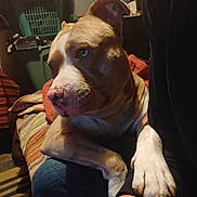 Willow joined the competition — help win amazing prizes! dog, indoor, person, arm, paw, blanket, laundry_basket, seated, brown, white, resting, casual, warm_lighting, furniture, home, pet, companion, relaxed, portrait, animal