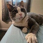 Tinkerbell is registered to the contest to win money with this photo: animal, bed, cat, curtains, cute, domestic_cat, ears, feline, fur, gray_cat, house, indoor, paw, pet, relaxed, resting, sleepy, whiskers, white_paws, window