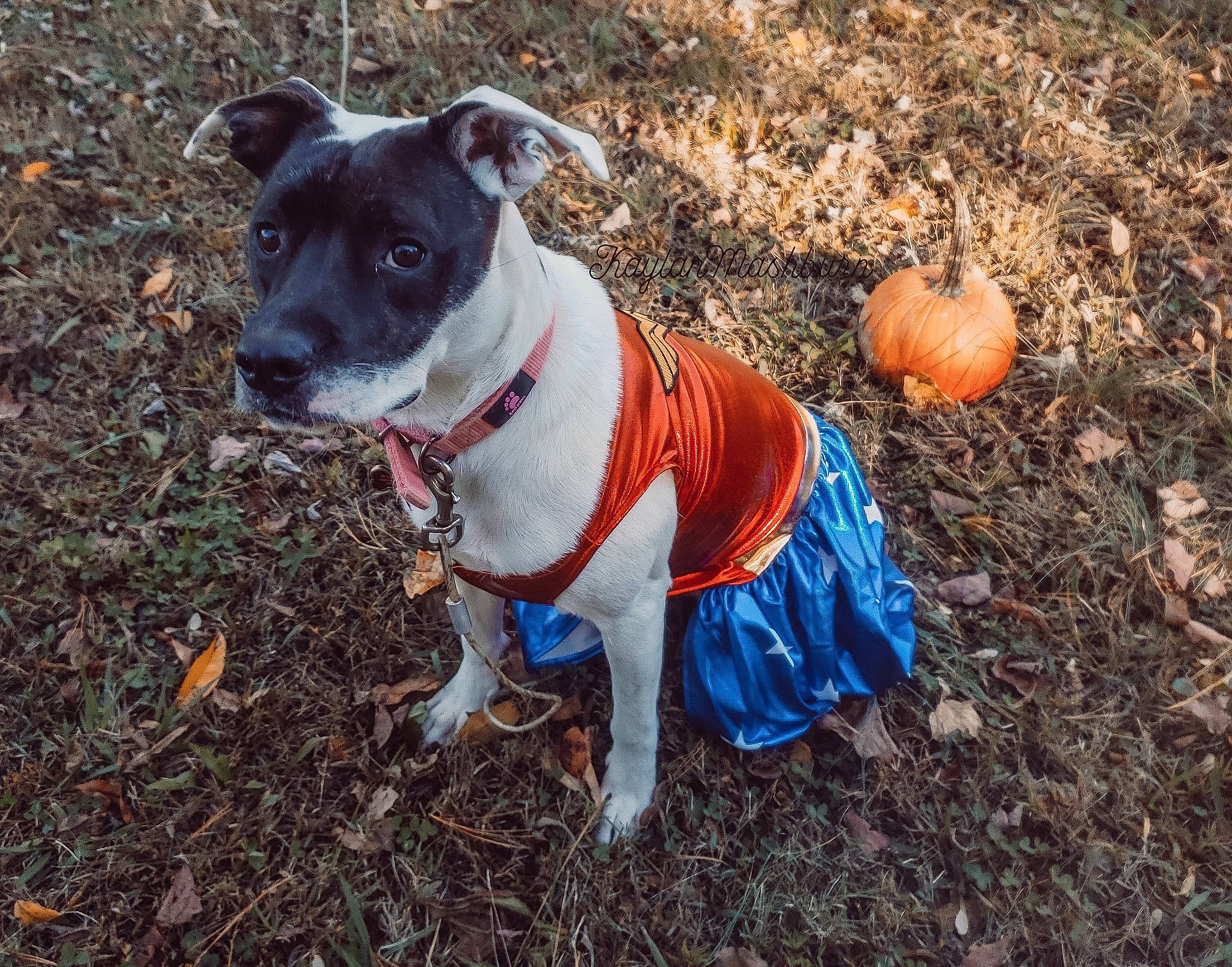 Iris is registered to the contest to win money with this photo: adventure, american_staffordshire_terrier, canidae, carnivore, companion_dog, dog, dog_breed, dog_clothes, fawn, feist, mammal, non_sporting_group, pit_bull, puppy, rare_breed_dog, sporting_group, terrier
