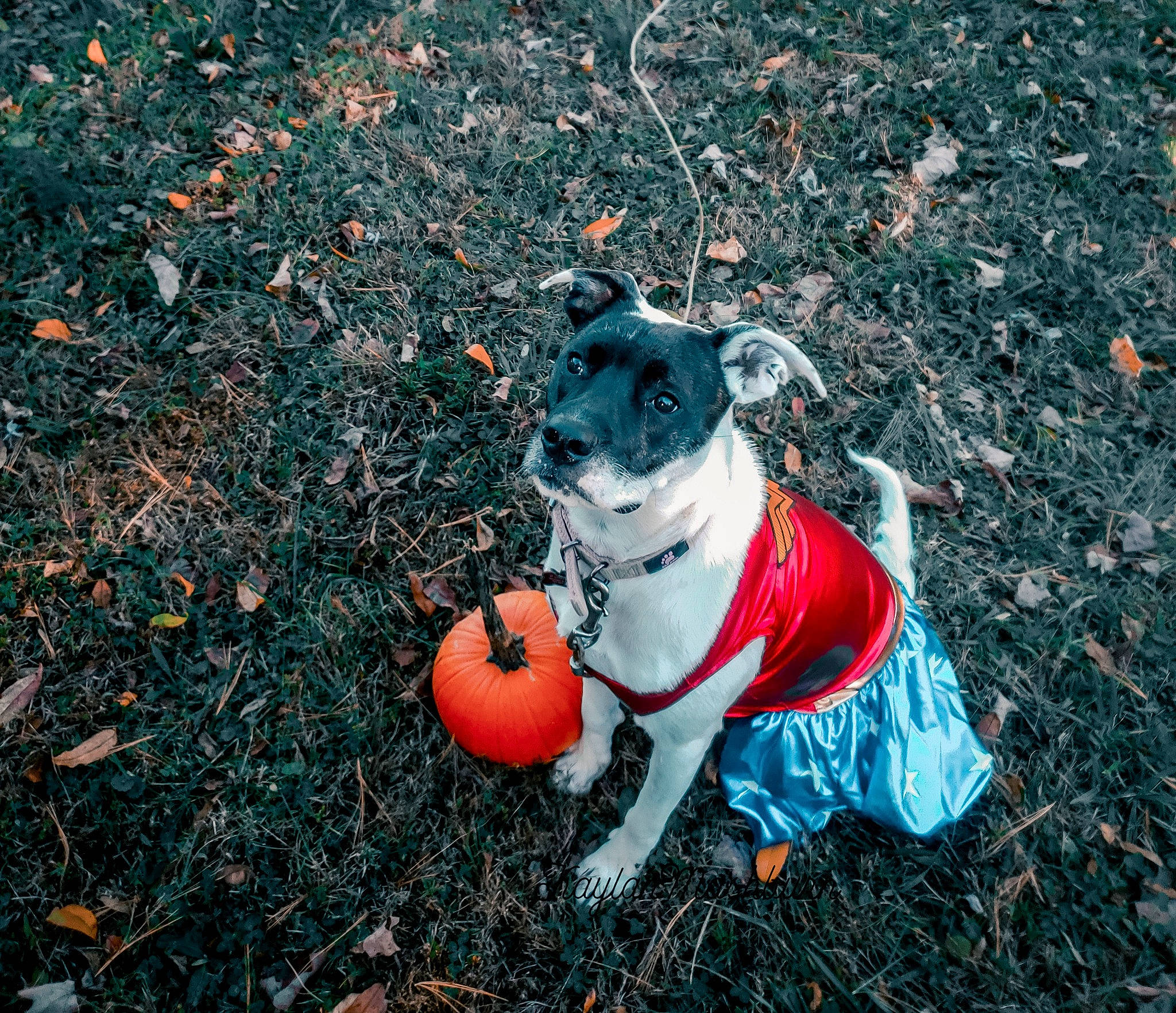 Iris is registered to the contest to win money with this photo: autumn, canidae, carnivore, companion_dog, dog, dog_breed, dog_clothes, fawn, french_bulldog, grass, non_sporting_group, plant, pug, toy_dog