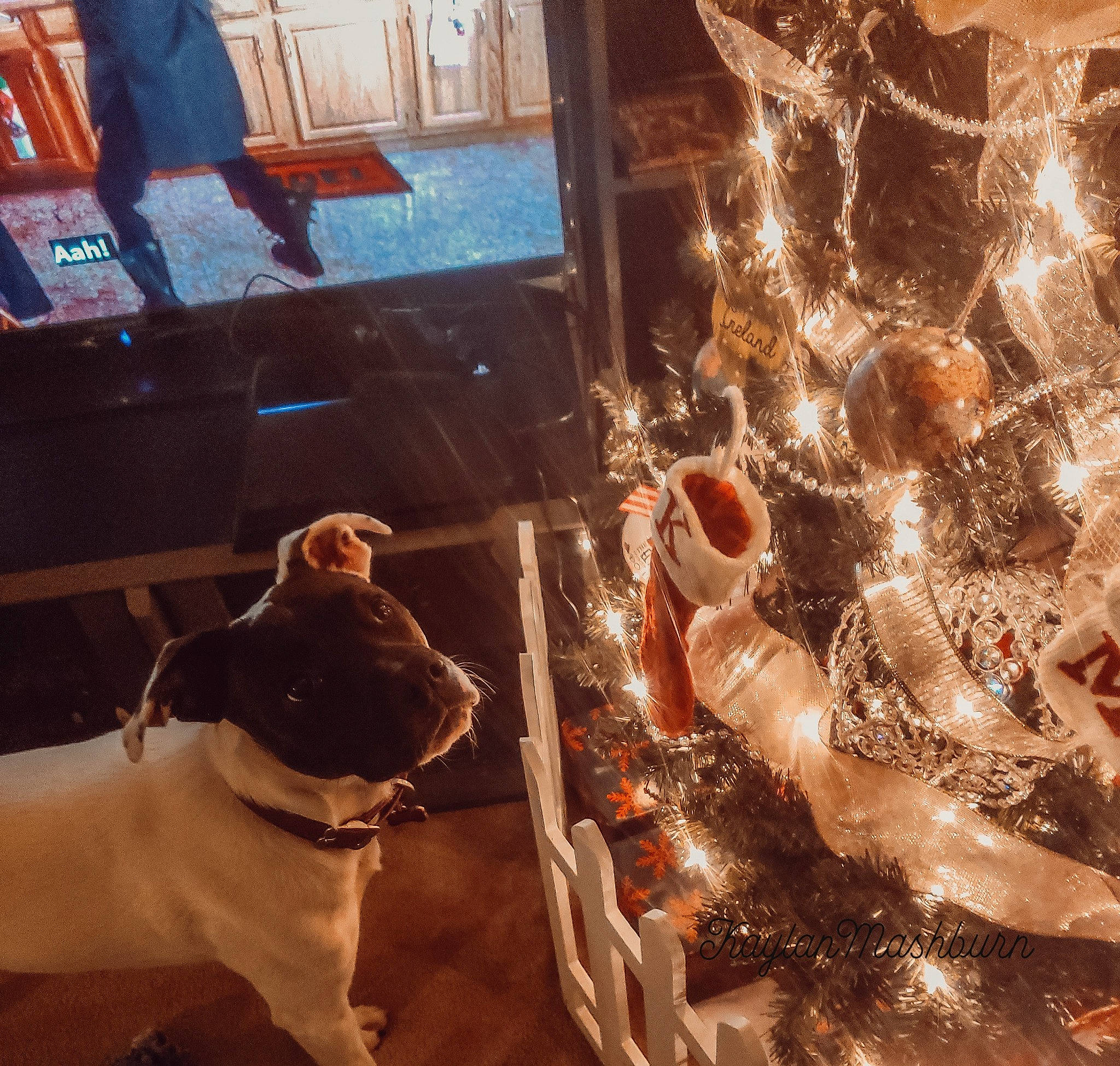 Iris joined the competition — help win amazing prizes! boxer, canidae, carnivore, collar, companion_dog, denim, dog, dog_breed, dog_collar, fawn, jeans, leash, pet_supply, sporting_group, working_animal, working_dog