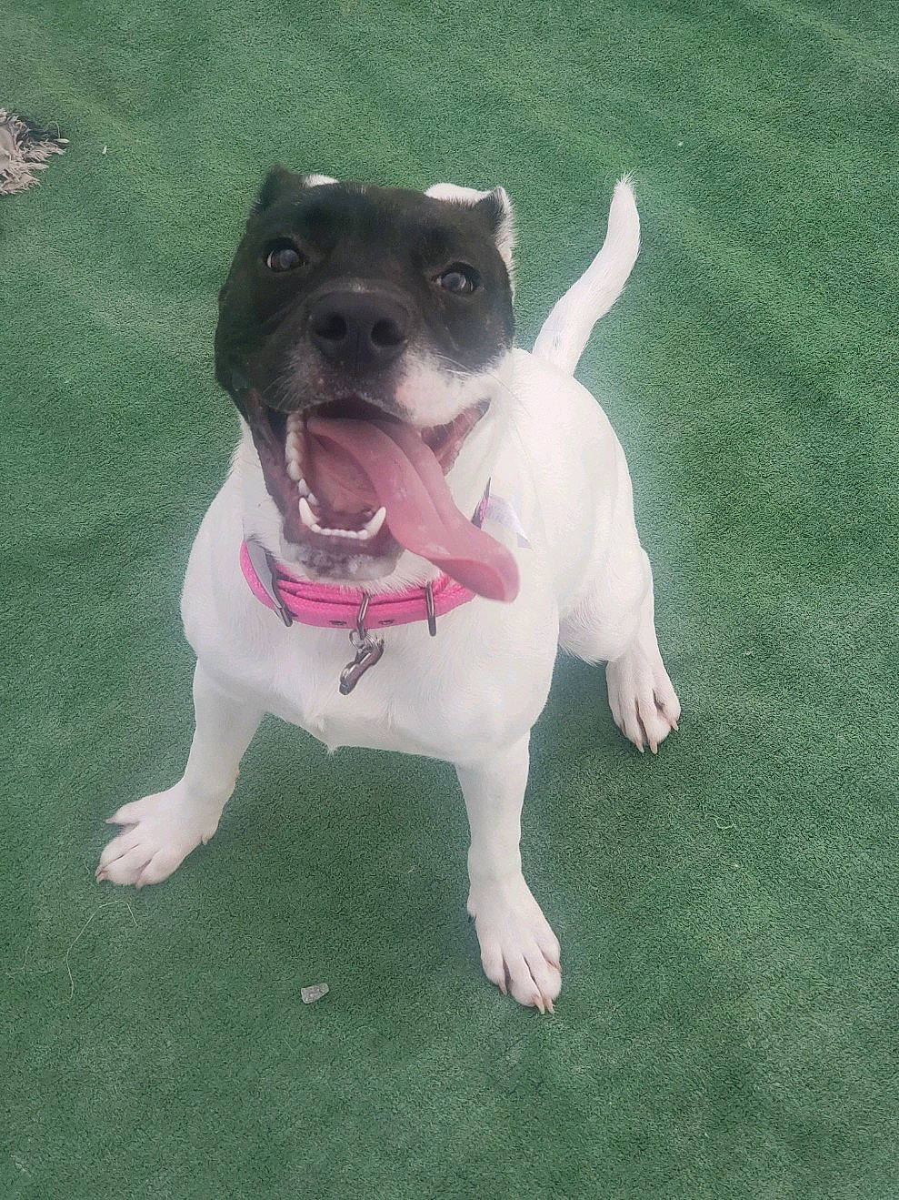 Iris joined the competition — help win amazing prizes! american_pit_bull_terrier, bull_and_terrier, canidae, carnivore, companion_dog, dog, dog_breed, fawn, grass, mammal, non_sporting_group, puppy, rare_breed_dog, snout, sporting_group, staffordshire_bull_terrier, tail, valley_bulldog, vertebrate