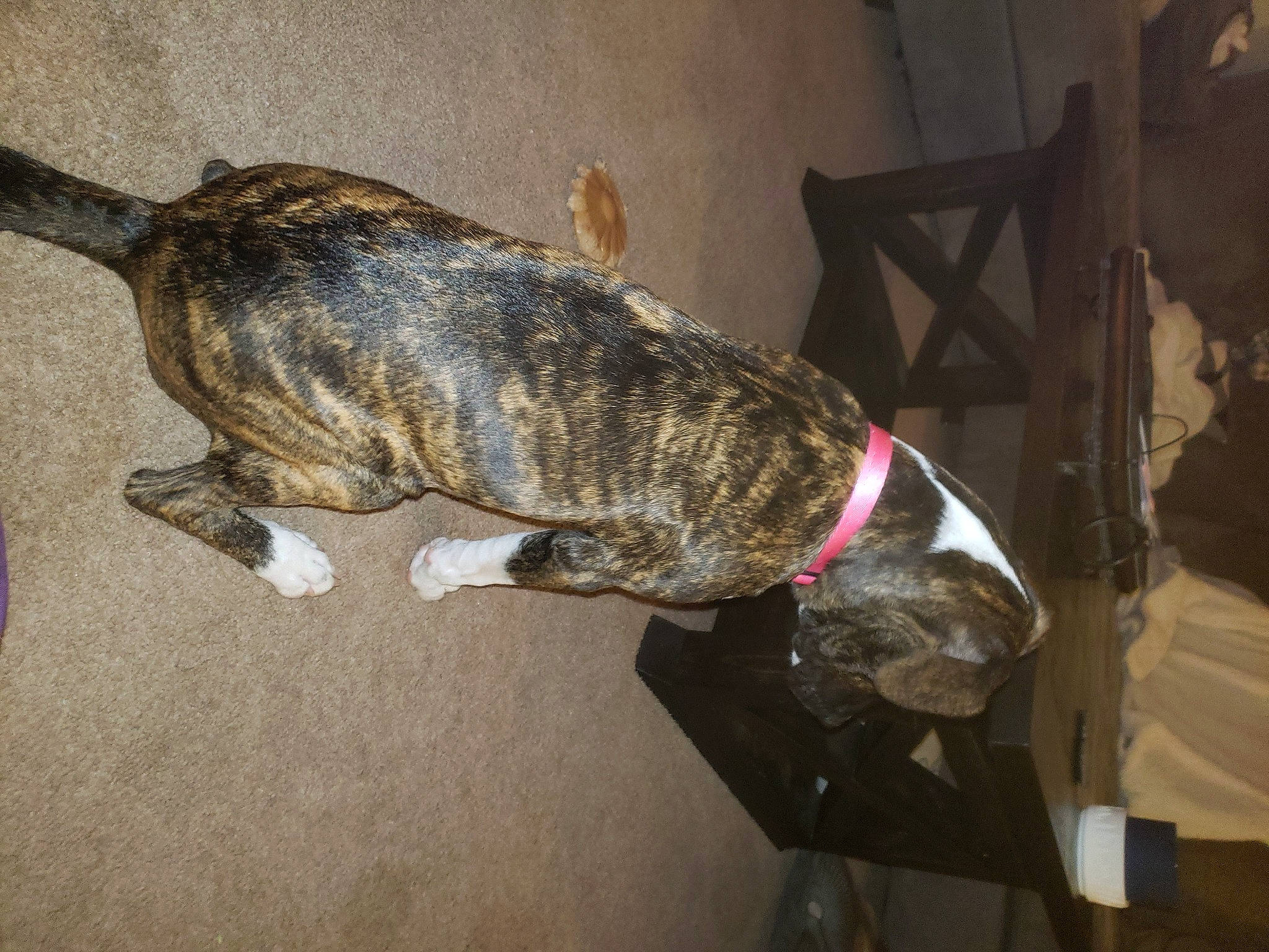 Etta joined the competition — help win amazing prizes! canidae, carnivore, collar, companion_dog, dog, dog_breed, dog_collar, floor, leash, liver, pet_supply, snout, sporting_group, tail, working_animal, working_dog