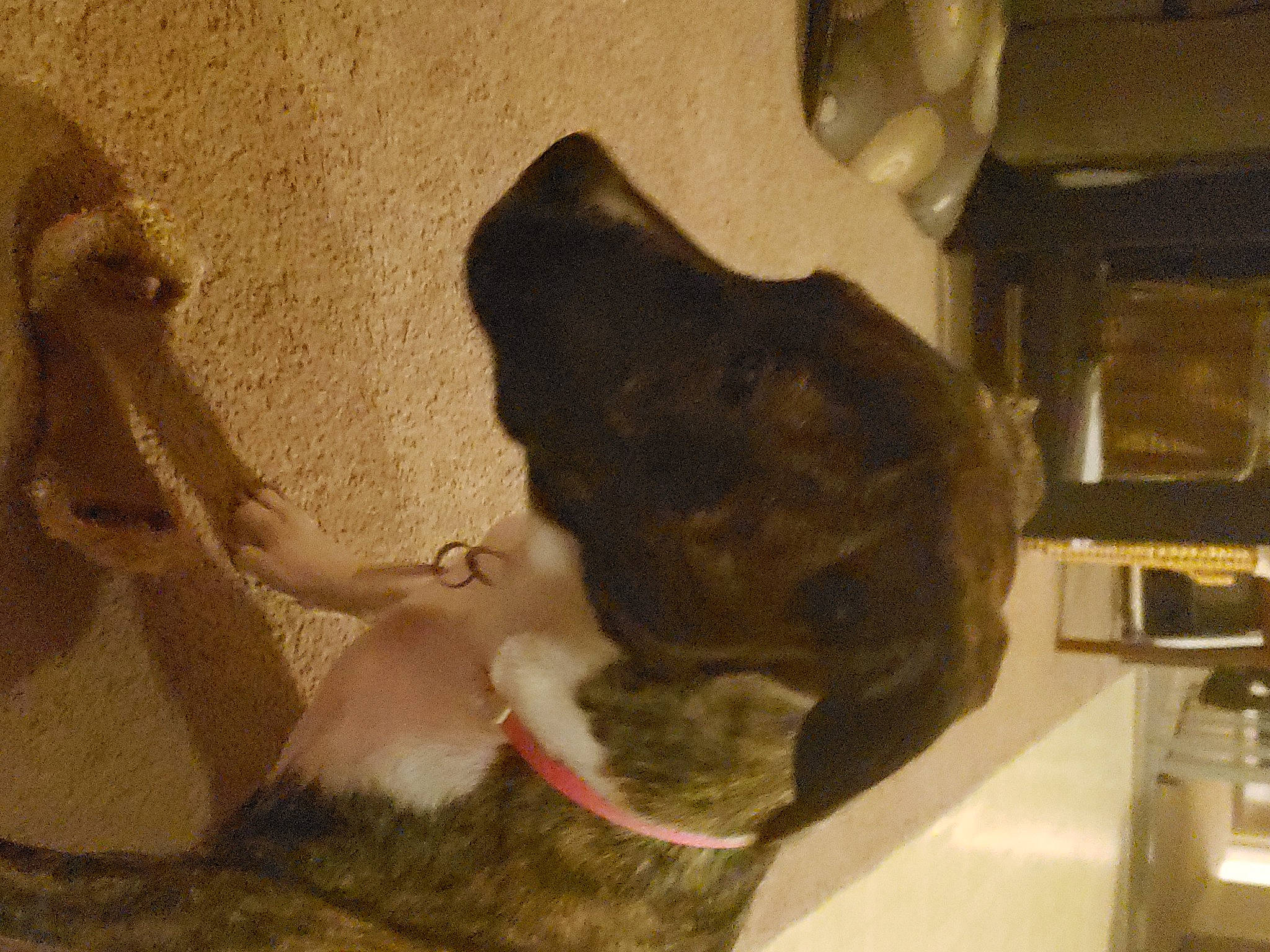 Etta joined the competition — help win amazing prizes! canidae, carnivore, collar, companion_dog, dog, dog_breed, fur, hunting_dog, love, non_sporting_group, pack_animal, sporting_group, tail, working_animal, working_dog