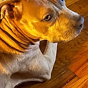 Dutchess joined the competition — help win amazing prizes! dog, close_up, pet, animal, brown, fur, wrinkles, floor, wooden_floor, indoor, canine, head, portrait, resting, looking_away, ears, snout, side_view, domestic_animal, companion