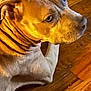 dog, close_up, pet, animal, brown, fur, wrinkles, floor, wooden_floor, indoor, canine, head, portrait, resting, looking_away, ears, snout, side_view, domestic_animal, companion