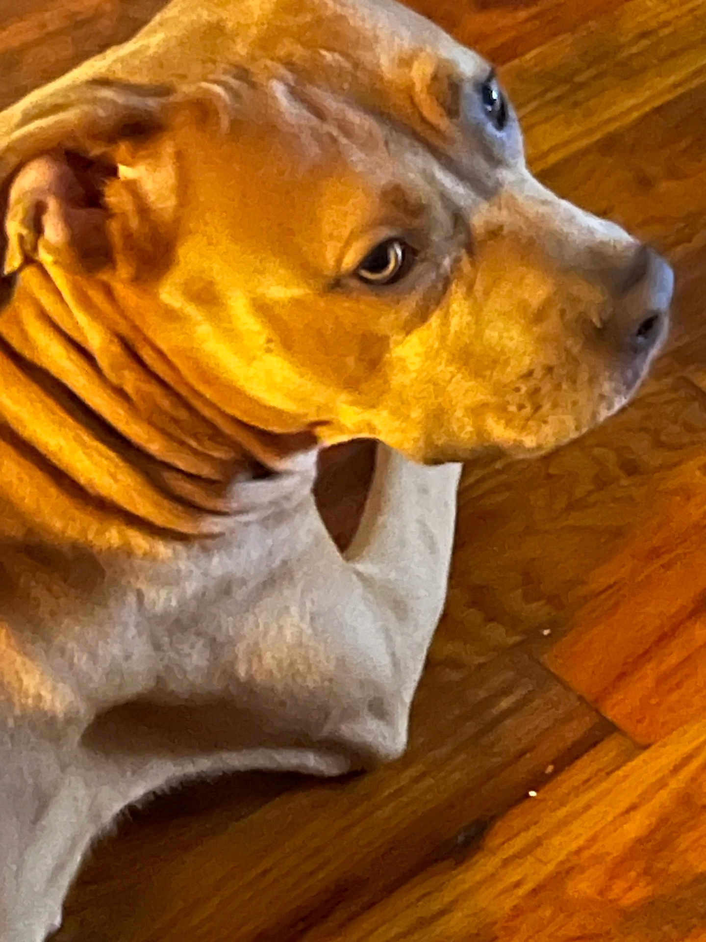 Dutchess