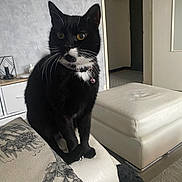 Mina a rejoint le concours — aidez-le/la à gagner de superbes lots ! animal, bell, black_and_white, cat, collar, couch, doorway, framed_art, home, indoor, leather_furniture, living_room, ottoman, pet, photography, portrait, sitting, tuxedo_cat, whiskers, yellow_eyes
