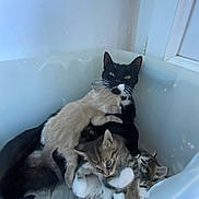 Mina participe au concours pour gagner de l'argent avec cette photo : animal_family, bathtub, black_cat, cat, cozy, cute, domestic_animal, feline, fur, indoor, kitten, pets, playful, resting, sleeping, snuggling, tabby_kitten, towel, white_paws, young_animals