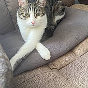 Nalah participe au concours pour gagner de l'argent avec cette photo : cat, tabby, white_fur, pet, animal, sitting, lounging, crossed_legs, chair, cushion, upholstery, indoors, portrait, close_up, feline, ears, whiskers, green_eyes, relaxed, funny_pose