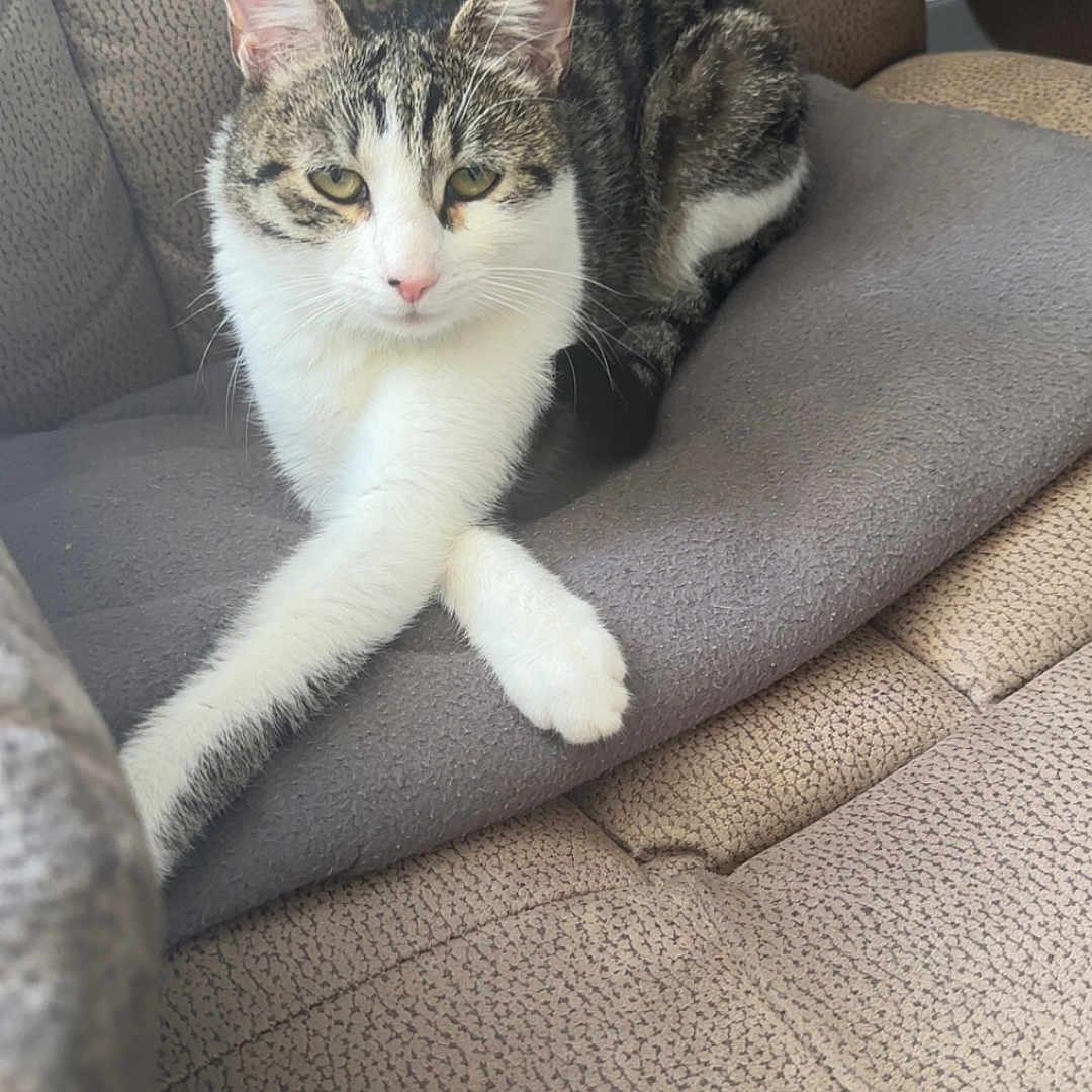 Nalah participe au concours pour gagner de l'argent avec cette photo : cat, tabby, white_fur, pet, animal, sitting, lounging, crossed_legs, chair, cushion, upholstery, indoors, portrait, close_up, feline, ears, whiskers, green_eyes, relaxed, funny_pose