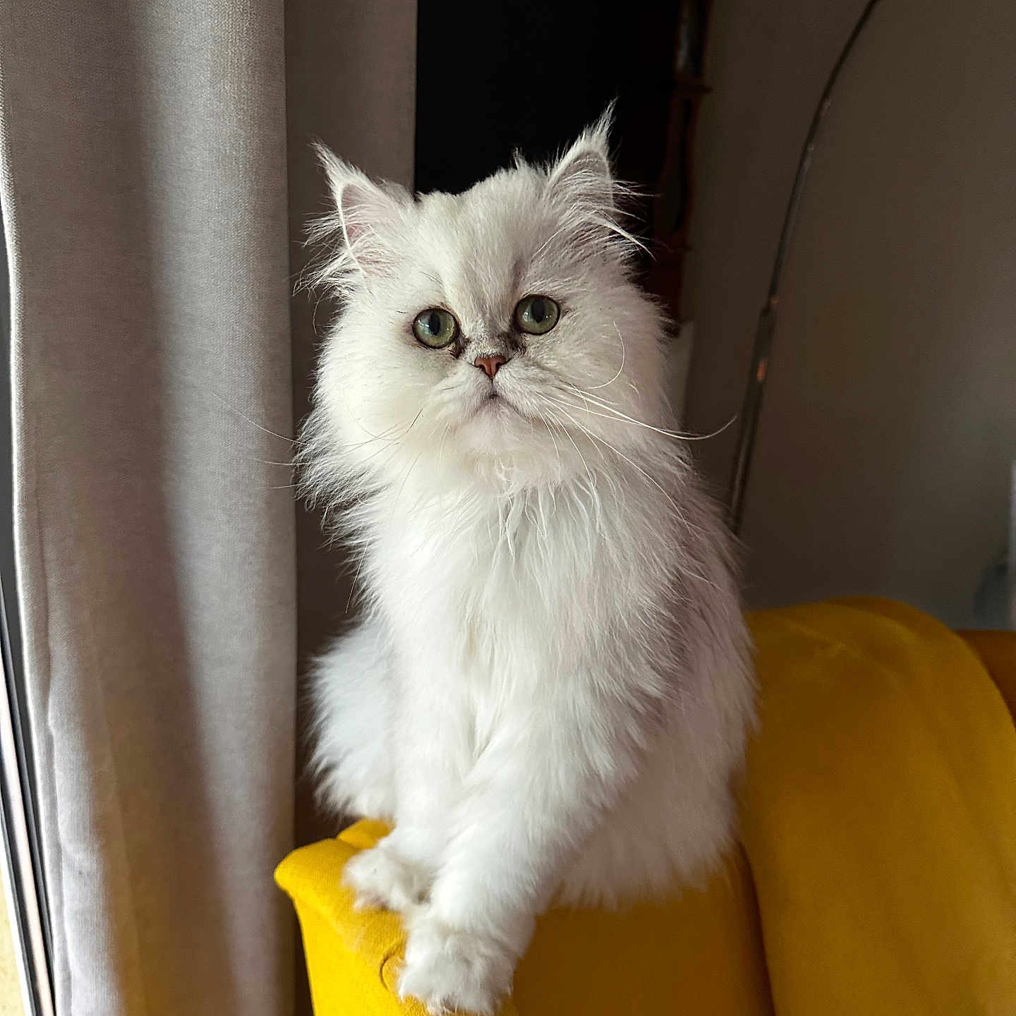Scharles participe au concours pour gagner de l'argent avec cette photo : animal, cat, chair, curtain, cute, domestic_animal, fluffy, fur, furniture, green_eyes, indoor, looking, pet, portrait, relaxed, soft_light, whiskers, white_cat, window, yellow_chair